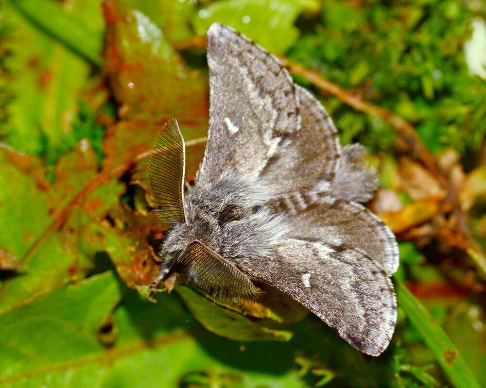 Zolotuhia paradoxa