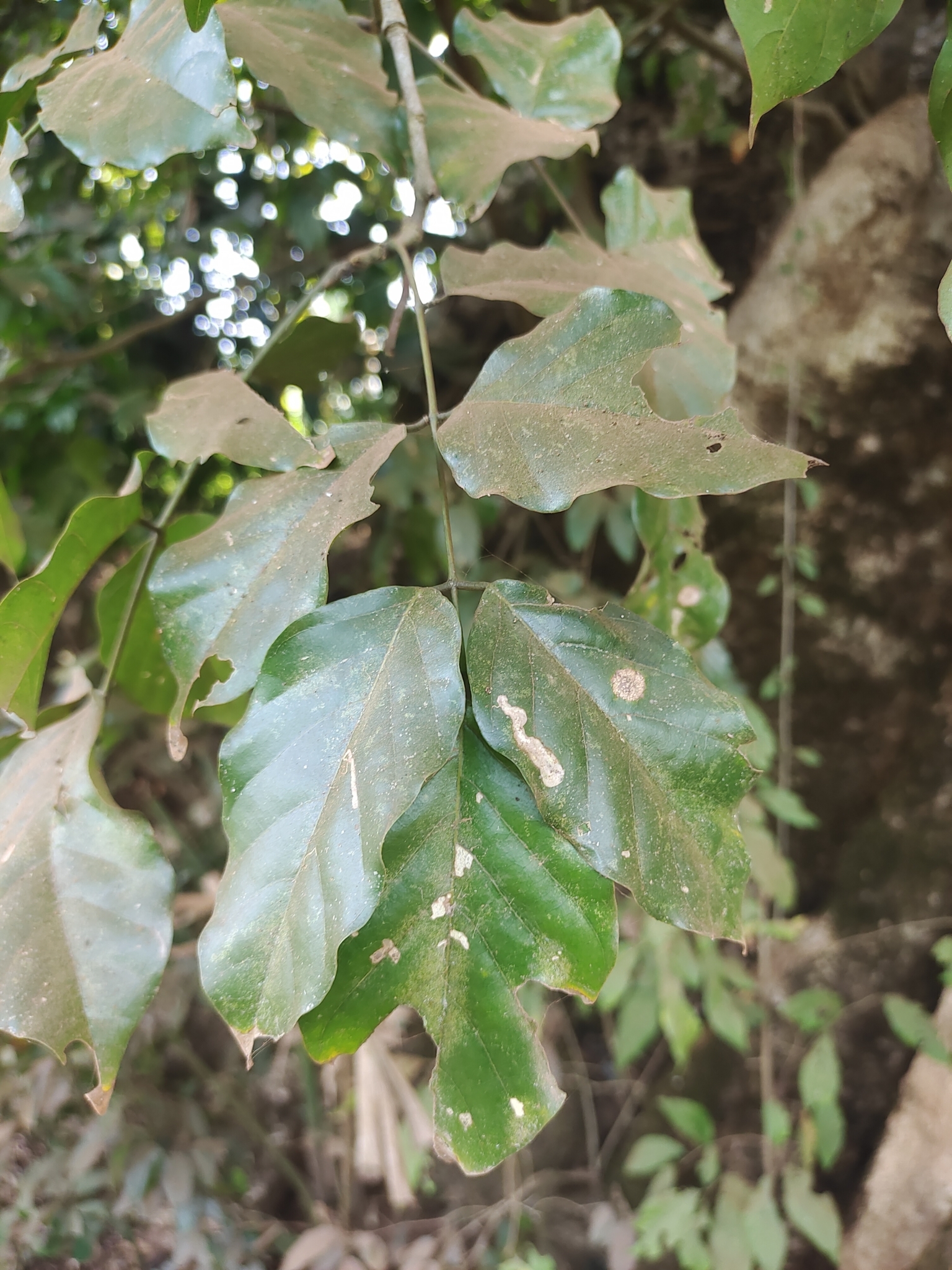 Imagem de Pongamia