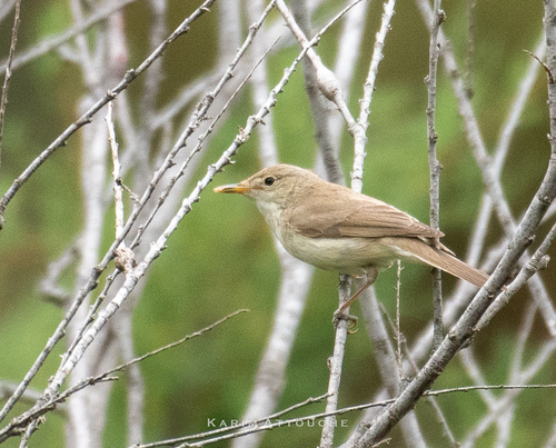 Western Olivaceous Warbler (Iduna opaca), photo 9