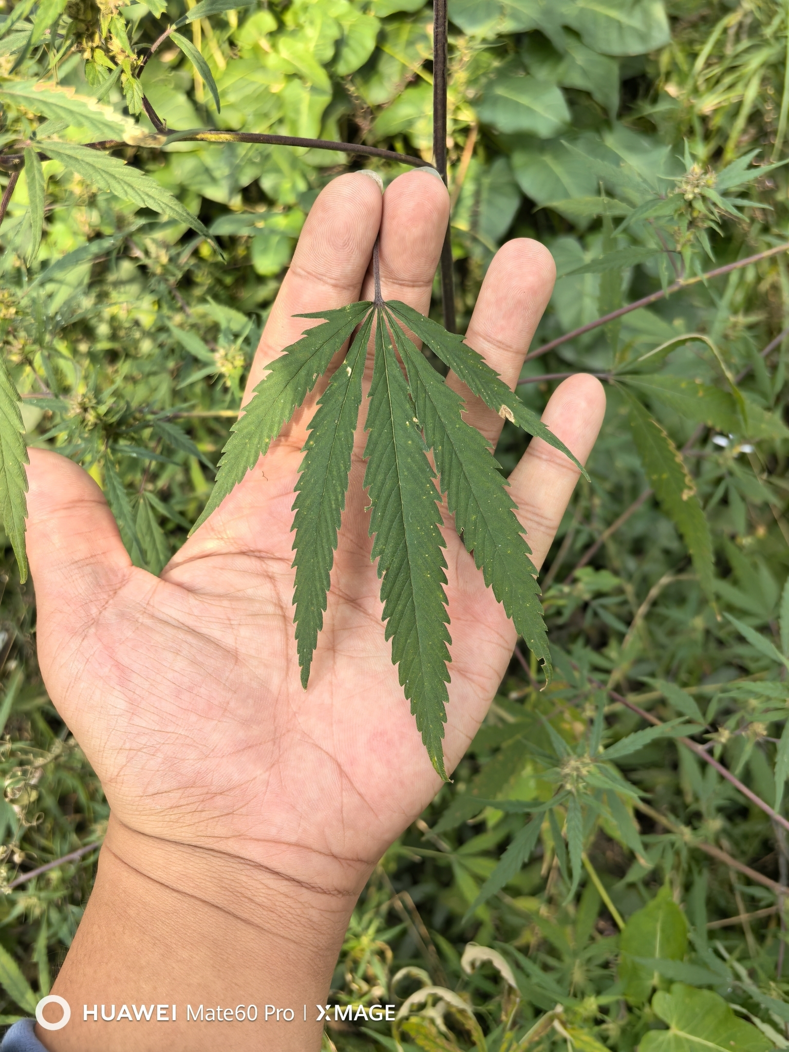 Imagem de Maconha