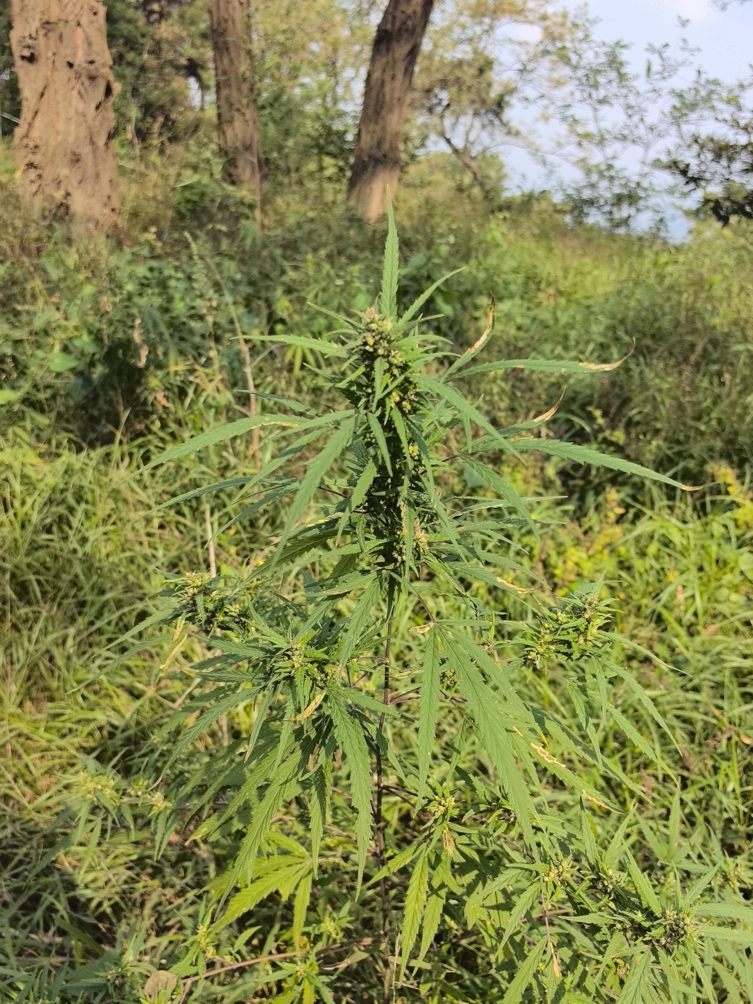 Imagem de Maconha