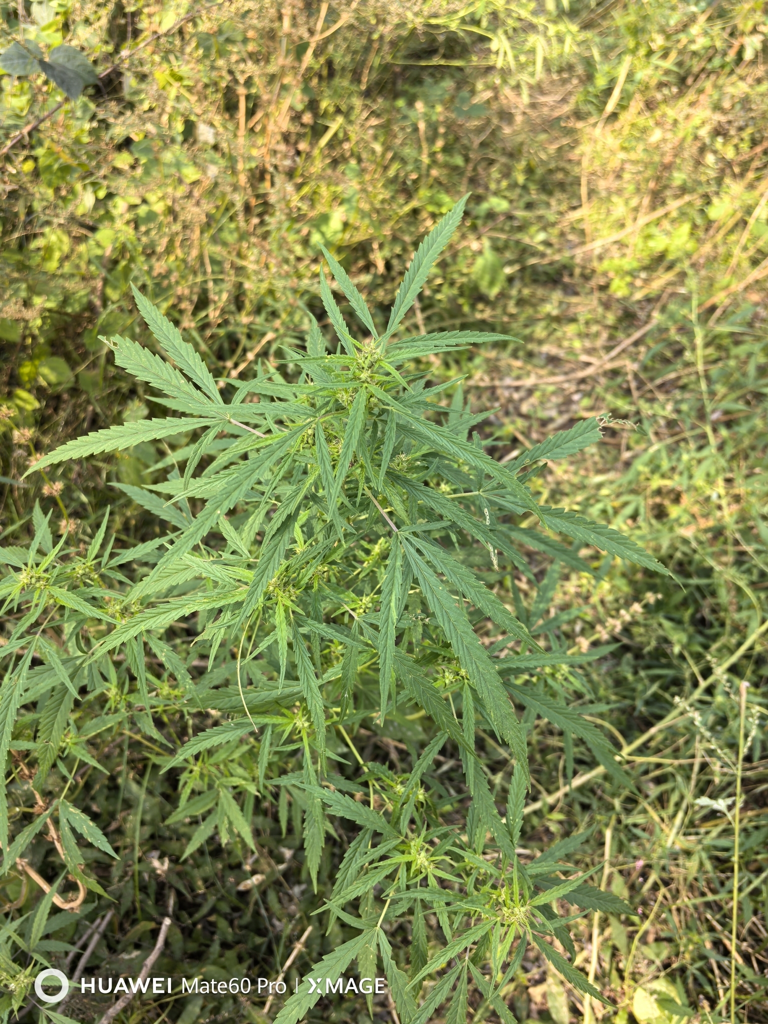 Imagem de Maconha