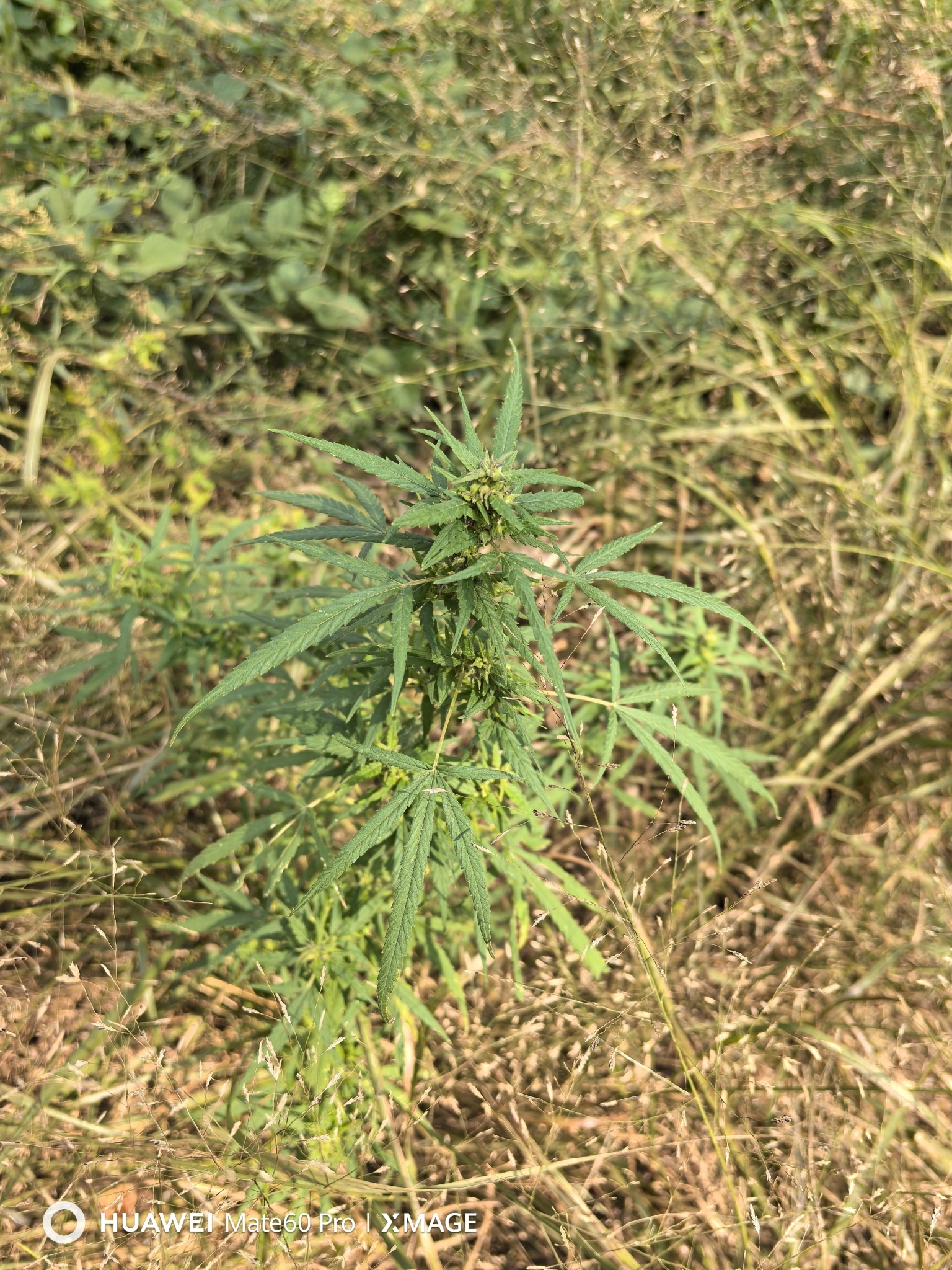 Imagem de Maconha