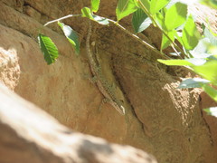 Urosaurus ornatus wrighti