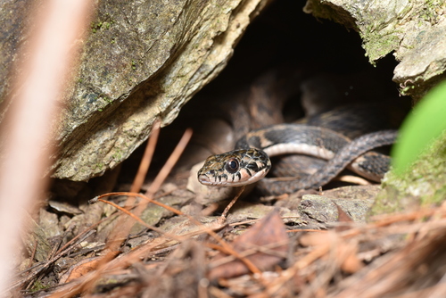 Pryer's Keelback