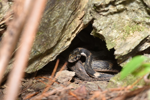 Pryer's Keelback