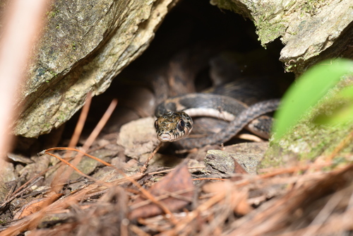 Pryer's Keelback
