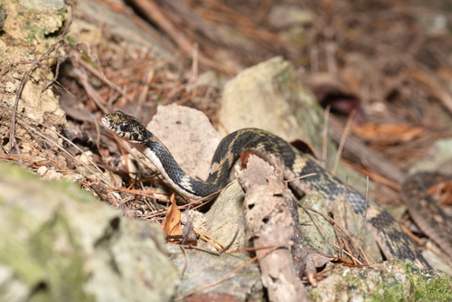Pryer's Keelback