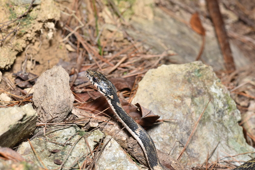 Pryer's Keelback