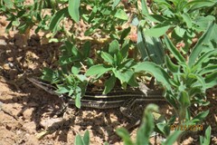 Aspidoscelis exsanguis