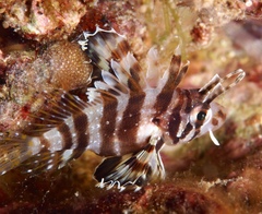 Pterois sphex