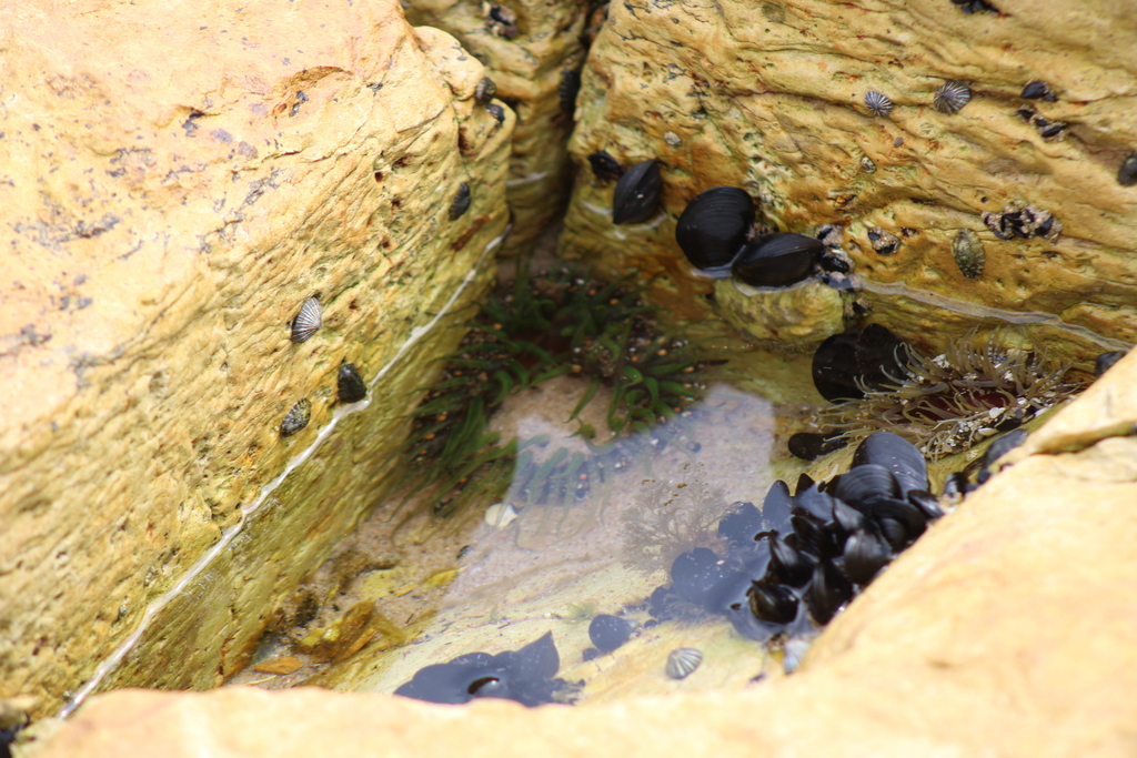 Snake Lock Breeding Green snakelock anemone from Opossum Bay TAS 7023, Australia on January ...