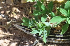 Aspidoscelis exsanguis