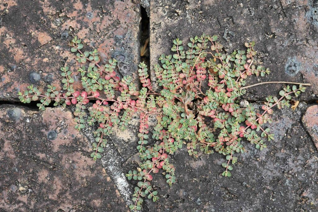 Foto de Quebra-pedras, quebra-pedras-roxo, erva-pombinha, saxifraga, burra-leiteira, erva-de-santa-luzia, caá-cambui.