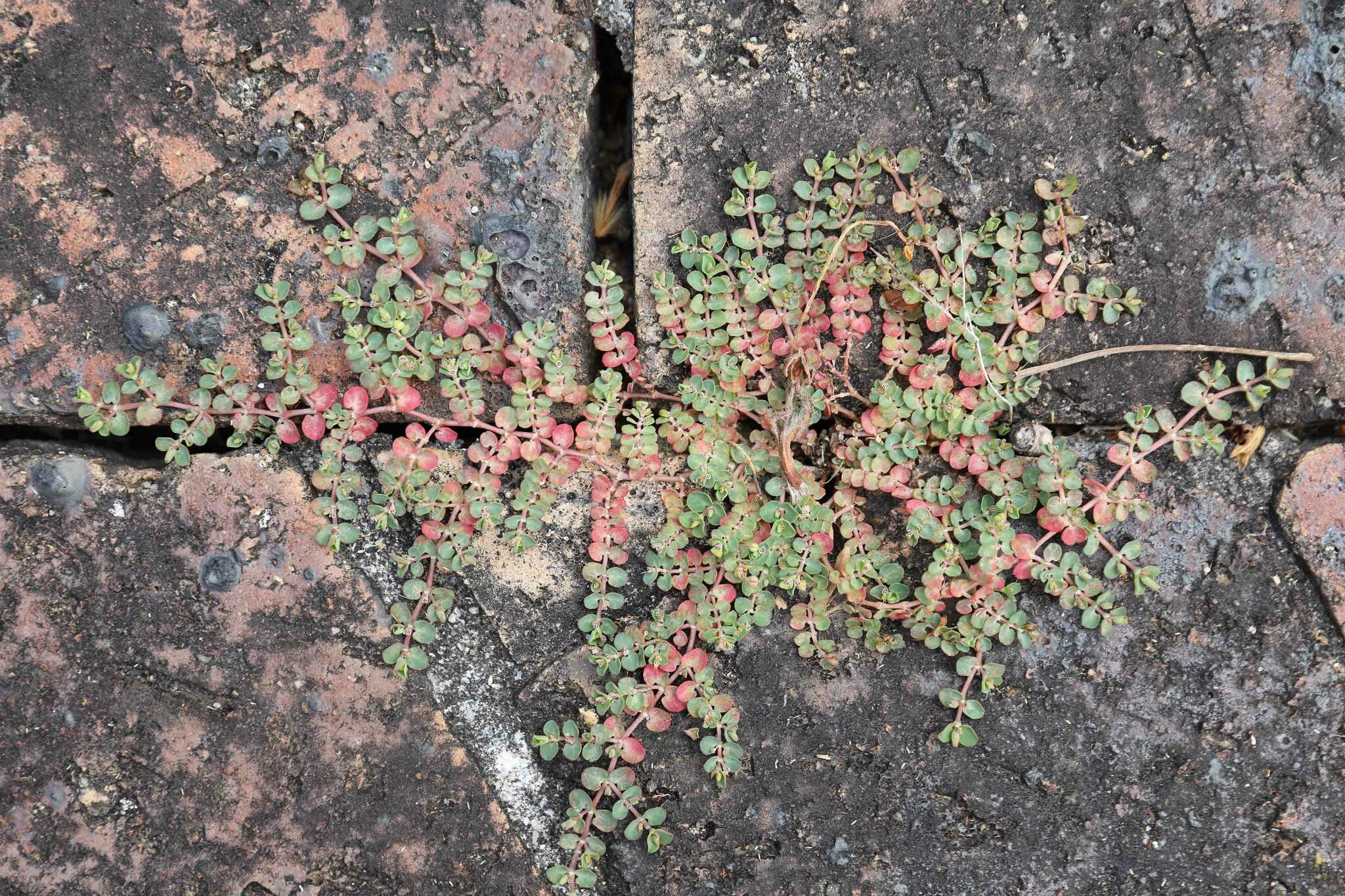 Imagem de Quebra-pedras, quebra-pedras-roxo, erva-pombinha, saxifraga, burra-leiteira, erva-de-santa-luzia, caá-cambui.
