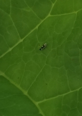 Colladonus montanus montanus