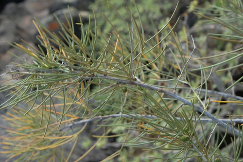 Asparagus arborescens, photograph 2