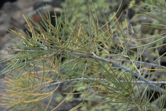 Asparagus arborescens, photograph (c) fmunoz, some rights reserved (CC BY)