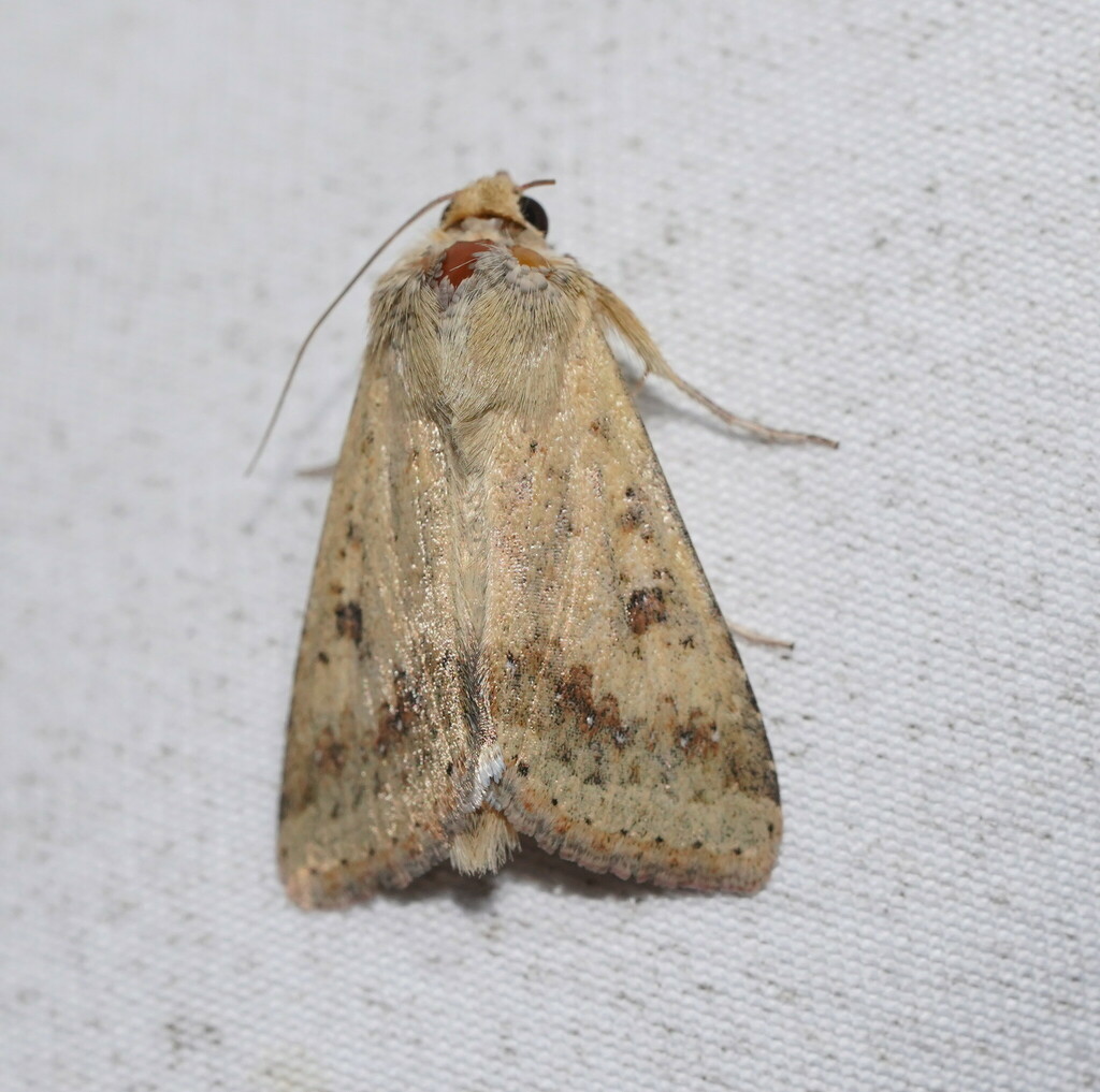 Native Budworm