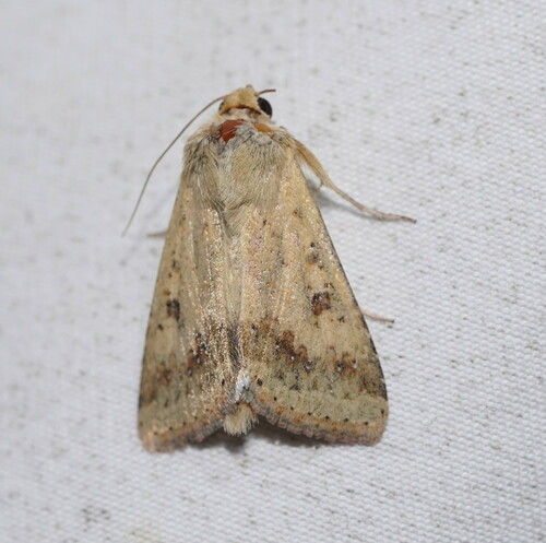 Helicoverpa punctigera Wallengren, 1860