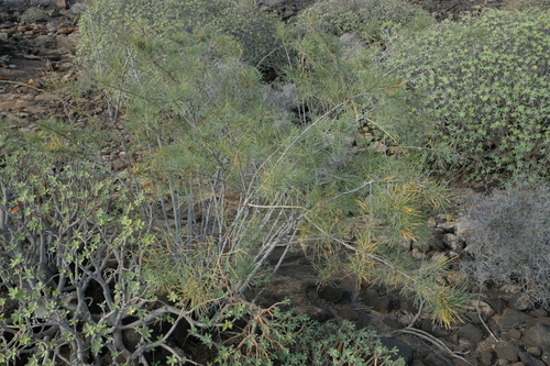 Asparagus arborescens, photograph 5