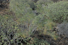 Asparagus arborescens, photograph (c) fmunoz, some rights reserved (CC BY)