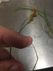 Carex bebbii