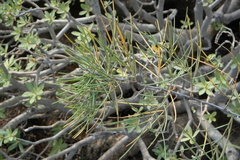 Asparagus arborescens, photograph (c) fmunoz, some rights reserved (CC BY)