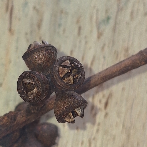 Eucalyptus dunnii