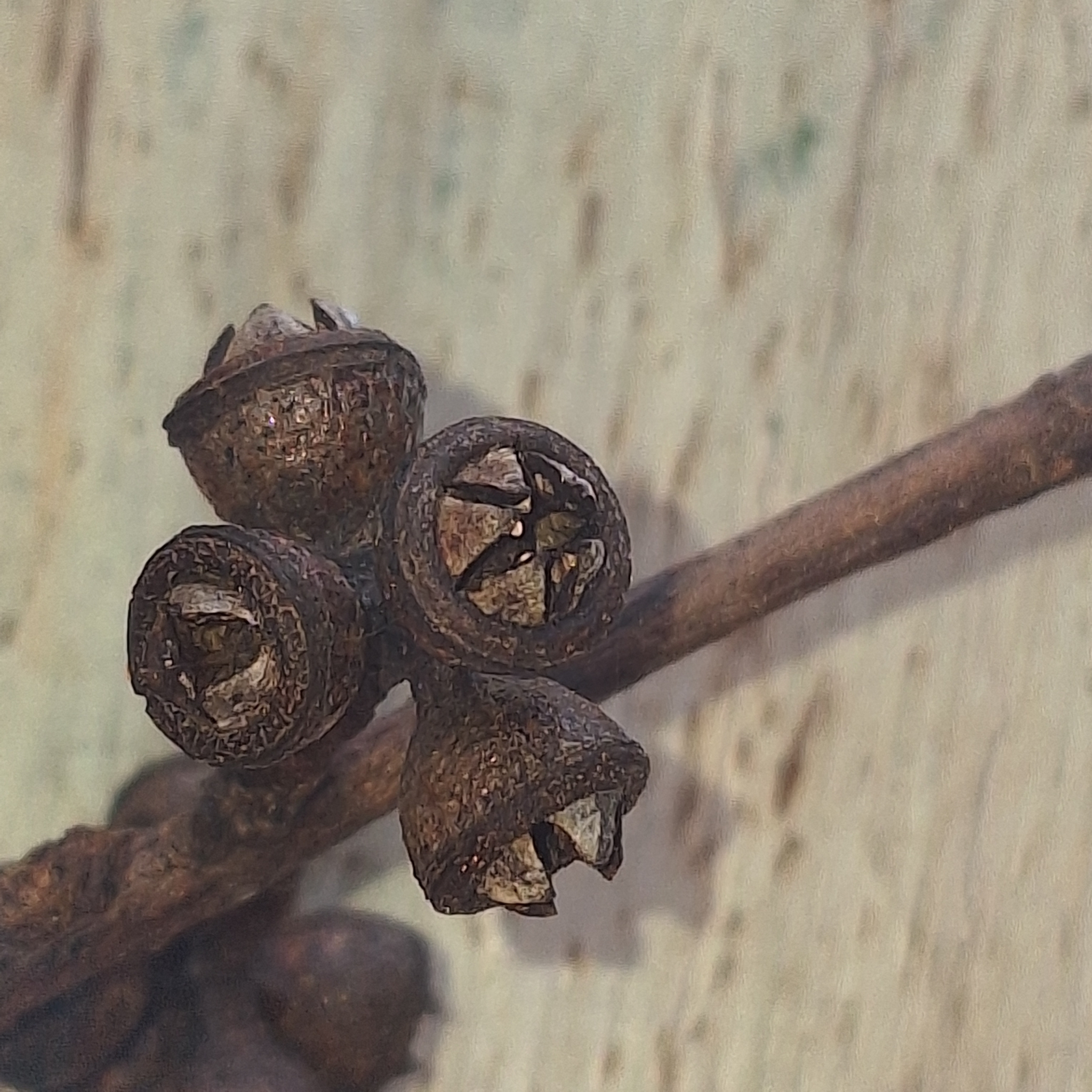 Eucalyptus dunnii