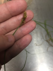 Carex bebbii