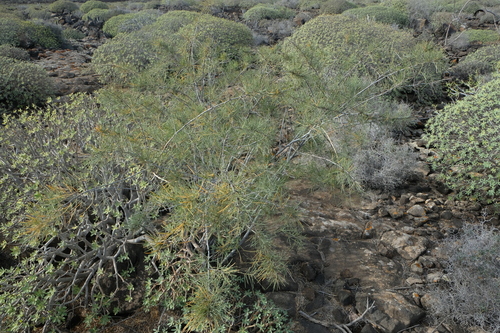 Asparagus arborescens, photograph 4