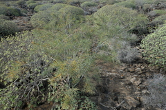 Asparagus arborescens, photograph (c) fmunoz, some rights reserved (CC BY)