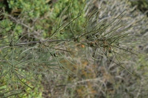 Asparagus arborescens, photograph 6