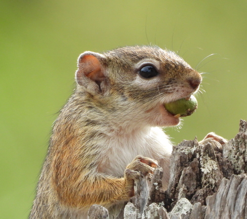 Smith's Bush Squirrel