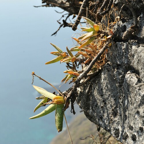 Aloe whitcombei