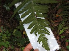 Sphaerostephanos heterocarpos