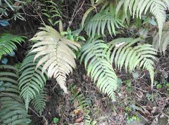 Sphaerostephanos heterocarpos