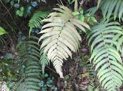 Sphaerostephanos heterocarpos