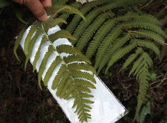 Sphaerostephanos heterocarpos