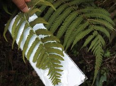 Sphaerostephanos heterocarpos