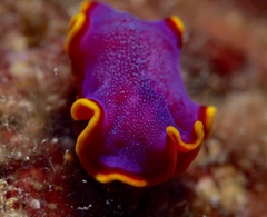 Pseudoceros ferrugineus