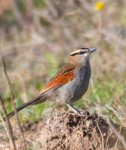 Black-crowned Tchagra