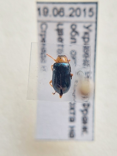 Luperus viridipennis, 2015-06-19