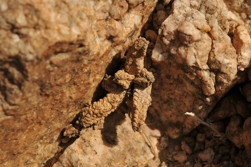 Pseudolithos mccoyi Lavranos & Mies
