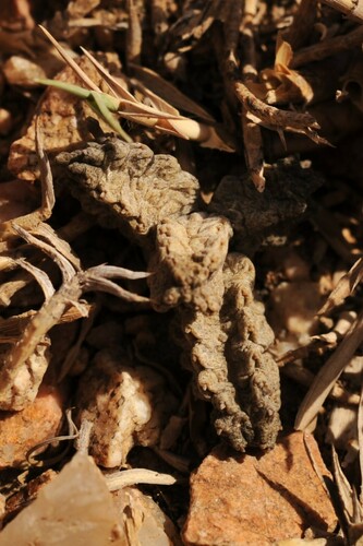 Pseudolithos mccoyi Lavranos & Mies 2