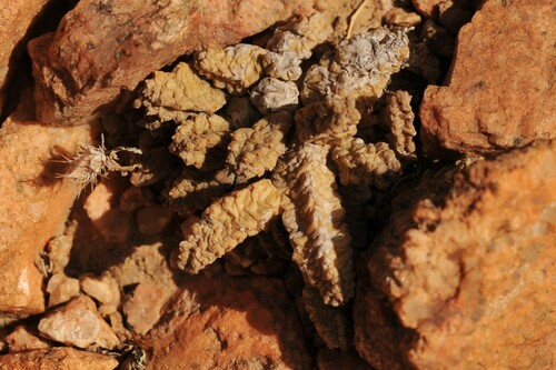 Pseudolithos mccoyi Lavranos & Mies 3