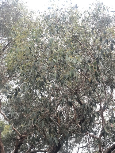 Yarra Gum (Eucalyptus yarraensis)
