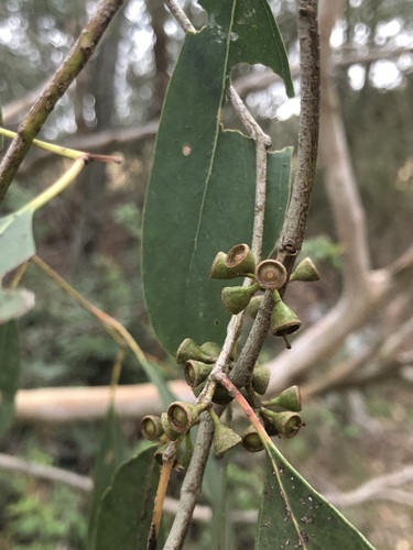 Image of Eucalyptus yarraensis by (c) Samuel Frankel, some rights reserved (CC BY)