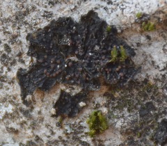 Collema nigrescens